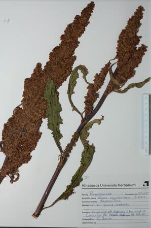 Rumex occidentalis (Western Dock): Western Dock
