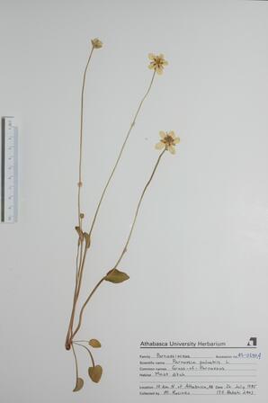 Parnassia palustra (Grass of Parnassus): Grass of Parnassus