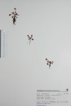   Drosera rotundifolia (Sundew)   