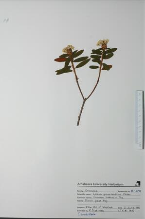 Ledum groenlandicum (Common Labrador Tea): Common Labrador Tea