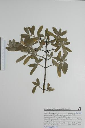  Shepherdia  argentea  (Thorny Buffalo-berry)  