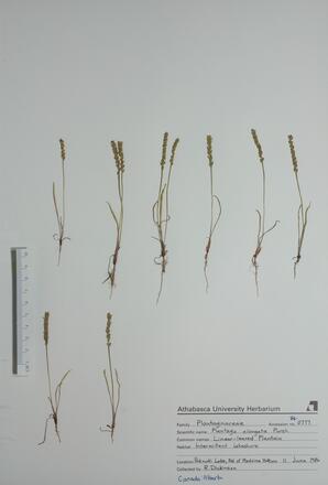 Plantago elongata (Linear-leaf Plant): Linear-leaf Plant