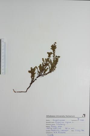 Empetrum nigrum (Crowberry): Crowberry
