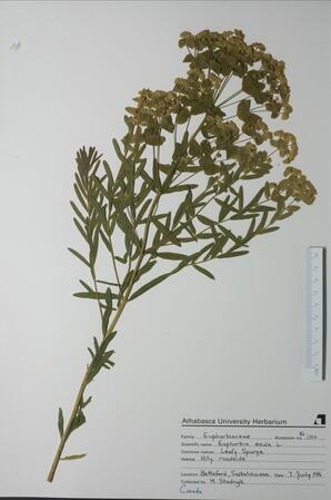Euphorbia esula (Leafy Spurge): Leafy Spurge