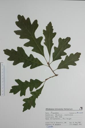  Quercus macrocarpa (Bur Oak)  
