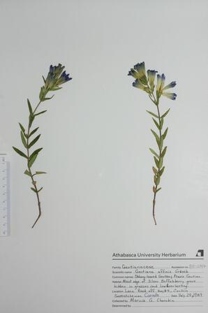 Gentiana affinis (Oblong-leaved Gentian): Oblong-leaved Gentian