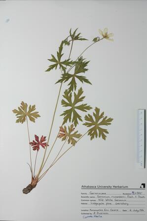 Geranium richardsonii (White Wild Geranium): White Wild Geranium