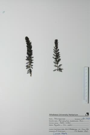  Myriophyllum exalbescens  (Water Milfoil)  
