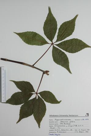 Aesculus glabra (Ohio Buckeye): Ohio Buckeye
