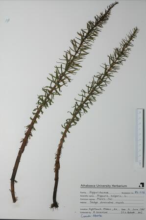 Hippuris vulgaris (Mare's-tail): Mare's-tail