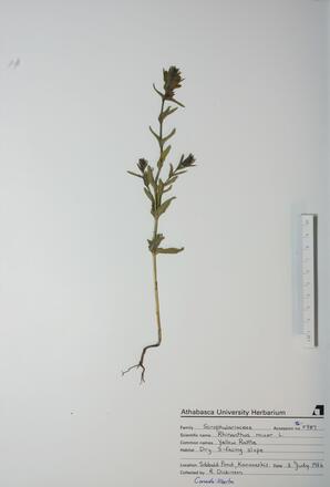 Rhinanthus minor (Yellow Rattle): Yellow Rattle