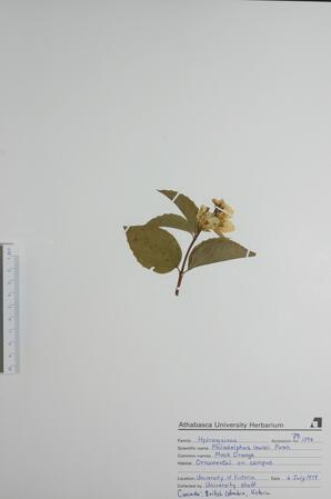 Philadelphus lewisii (Mock Orange): Mock Orange