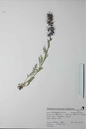 Phacelia sericea (Scorpian Weed): Scorpian Weed