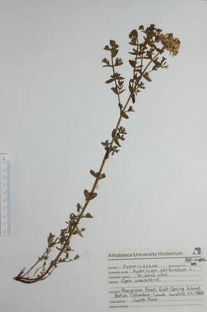 Hypericum perforatum (Com.St.John's-wort): Com.St.John's-wort