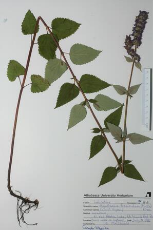 Agastache foeniculum (Giant Hyssop): Giant Hyssop