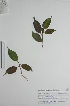 Fiscus benjamina (Weeping Fig): Weeping Fig