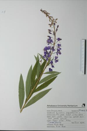 Epilobium angustifolium (Fireweed): Fireweed