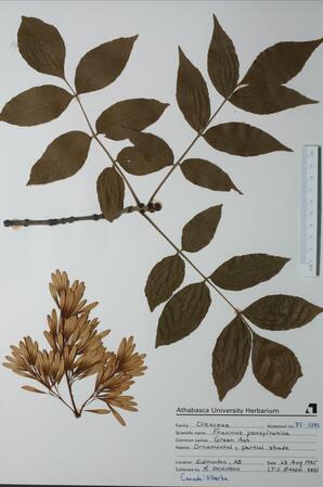 Fraxinus pensylvanica (Green Ash)  