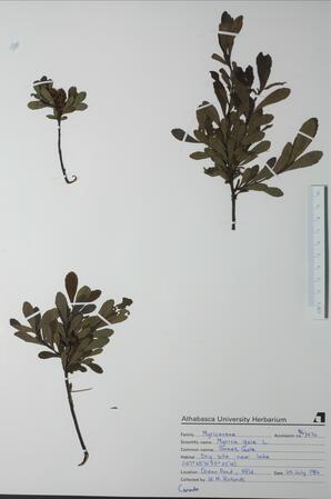 Myrica gale (Sweet Gale): Sweet Gale