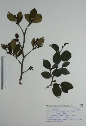 Alnus crispa (Green Alder): Green Alder