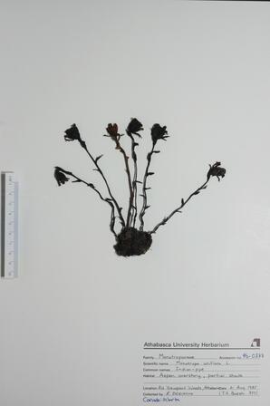 Monotropa uniflora (Indian Pipe): Indian Pipe
