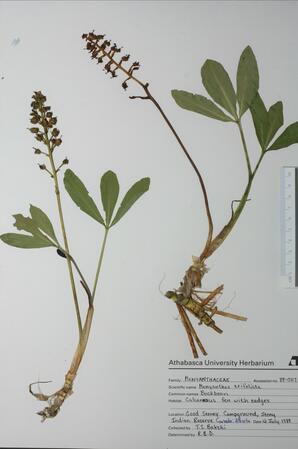   Menyanthes trifoliata (Buck-bean)   