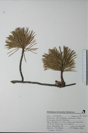 Arceuthobium americanum (Dwarf Mistletoe): Dwarf Mistletoe