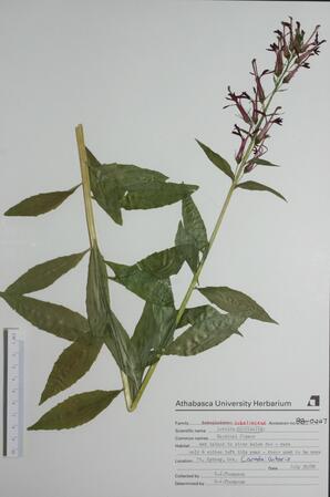 Lobelia cardinalis (Cardinal flower): Cardinal flower