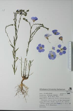   Linum lewisii  (Wild Blue Flax)   
