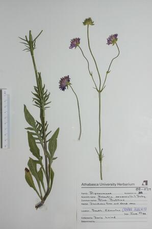 Knautia arvensis (Blue Buttons): Blue Buttons