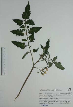  Lycopersicon lycopersicum  (Tomato)  