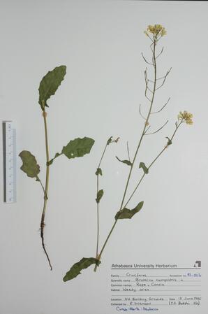  Brassica campestris (Rape, Canola)  