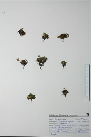   Diapensia lapponica (Diapensia)   