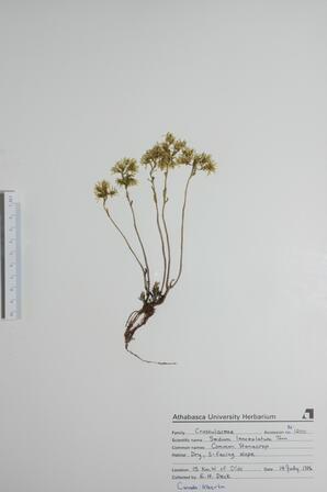 Sedum lanceolatum (Common Stonecrop): Common Stonecrop