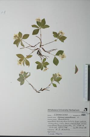   Cornus canadensis (Bunchberry)   