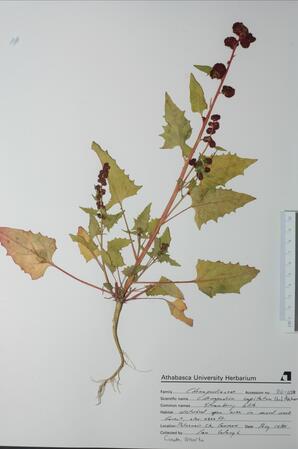 Chenopodium capatatum (Strawberry Blite): Strawberry Blite
