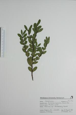 Pachistima myrsinites (Mountain Lover): Mountain Lover