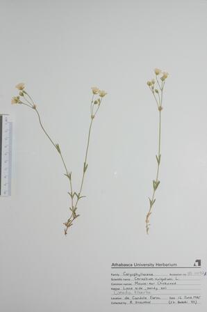 Cerastium vulgatum (Chickweed): Chickweed