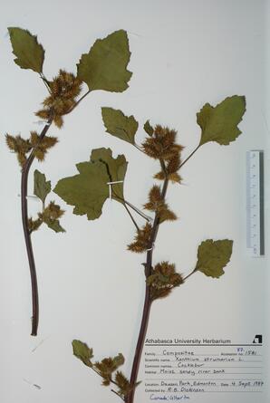 Xanthium strumarium (Cocklebur): Cocklebur