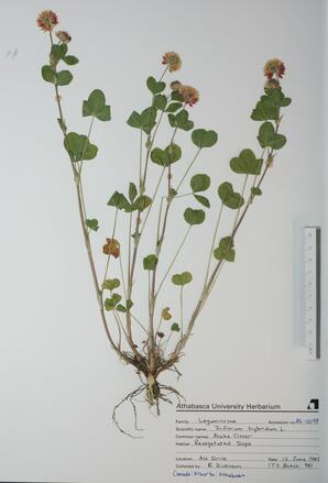  Triflorum hybridum (Alsike Clover)  