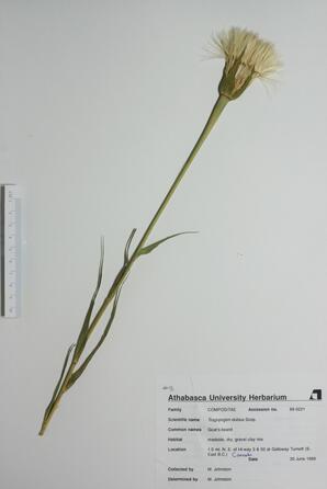 Tragopogon dubius (Goat's-beard): Goat's-beard