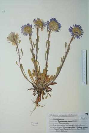   Townsendia Parryi (townsendia)   