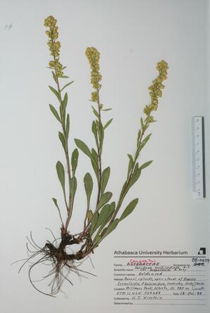   Solidago multiradiata  (Mountain Goldenrod)   