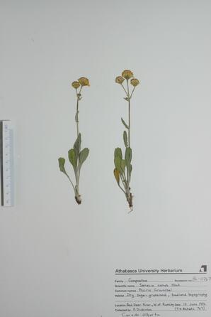  Senecio canus  (Prairie Groundsel)  