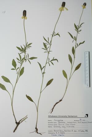  Ratibida columnifera  (Prairie Cone-flow)  