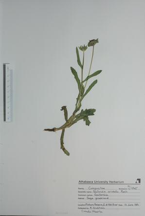  Gaillardia aristata  (Gaillardia)  