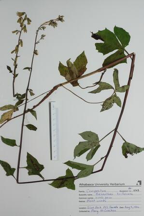 Preanthea trifoliata (Lion's Paw): Lion's Paw