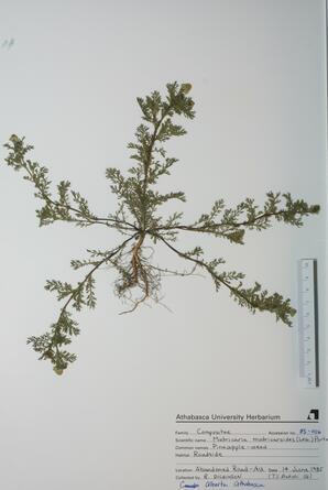  Matricaria matricaroides  (Pineapple-weed)  