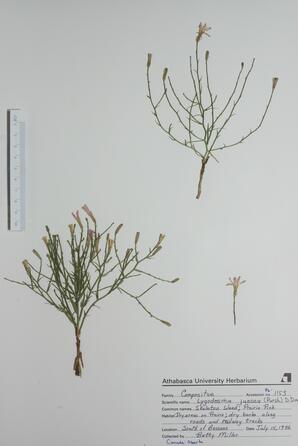Lygodesmia juncea (Prairie Pink): Prairie Pink