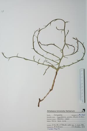 Lygodesmia juncea (Skeleton-Weed): Skeleton-Weed